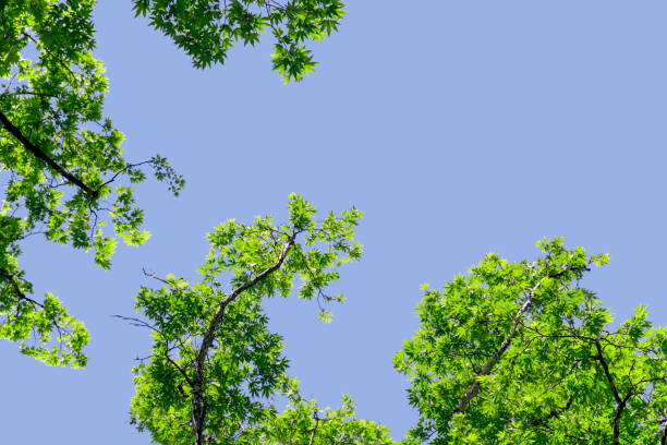 istock This is part of nature view by the river. Plane Tree Leaf with sun. 949393830