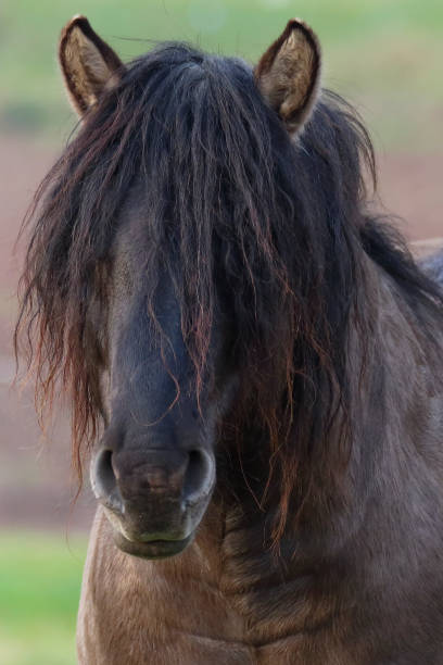 istock Bad Hair Day    / Wildpferd 949393936