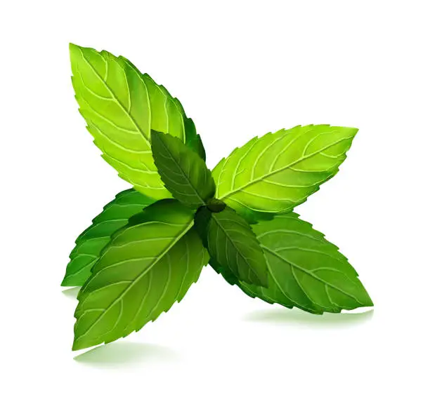 Vector illustration of Fresh mint leaf. Vector menthol healthy aroma. Herbal nature plant. Spearmint green leafs