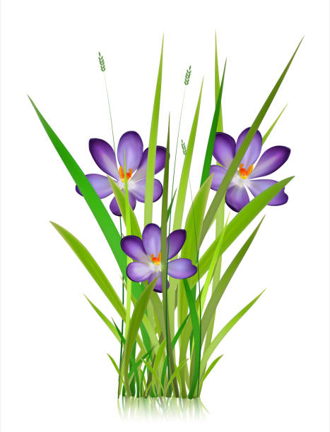 istock Early spring forest and garden flowers isolated on white vector set. Illustration of nature flower spring and summer in garden 949394500
