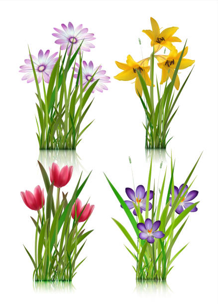 istock Early spring forest and garden flowers isolated on white vector set. Illustration of nature flower spring and summer in garden 949394506