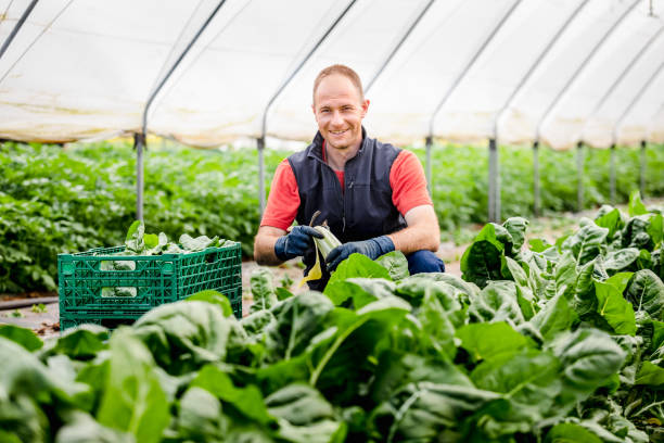 agricultor cosechando hoja de lechuga - farmer salad fotografías e imágenes de stock