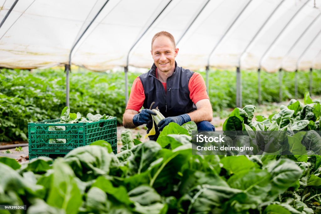 Agriculteur récolte des feuilles de laitue - Photo de Agriculteur libre de droits