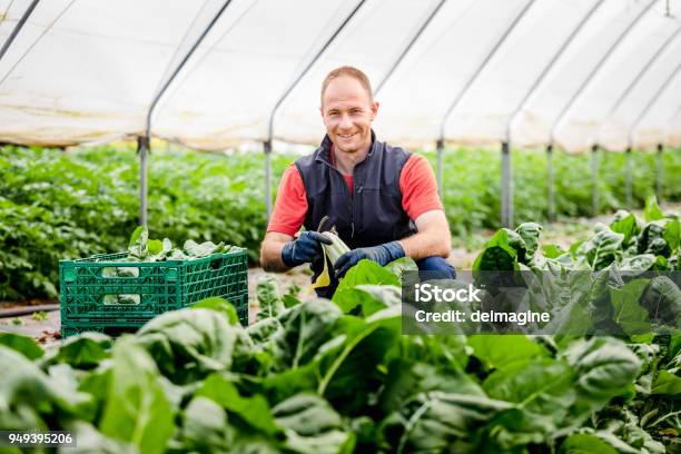 Photo libre de droit de Agriculteur Récolte Des Feuilles De Laitue banque d'images et plus d'images libres de droit de Agriculteur - Agriculteur, Agriculture, Légume