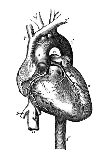 istock Antique illustration of human body anatomy: Heart 949395270