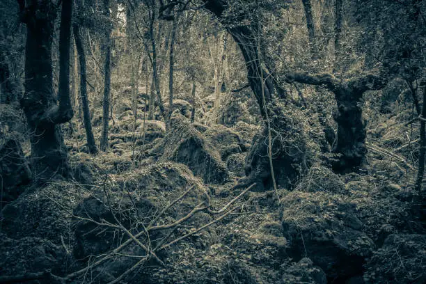 Photo of Dark forest infested by ghost in Lazio, Italy