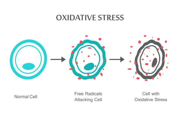 oxidativer stress-diagramm - enzyme stoffwechsel stock-grafiken, -clipart, -cartoons und -symbole