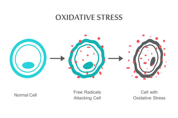 illustrations, cliparts, dessins animés et icônes de diagramme de stress oxydatif - stress oxydatif