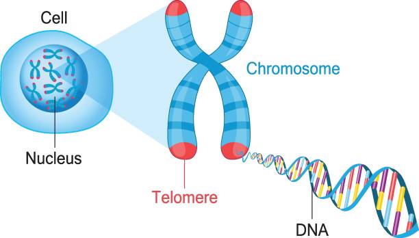 illustrations, cliparts, dessins animés et icônes de imprimé - chromosome