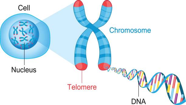 Print Telomeres are protective caps on the end of chromosomes. Cell, chromosome and DNA vector illustration nucleus stock illustrations