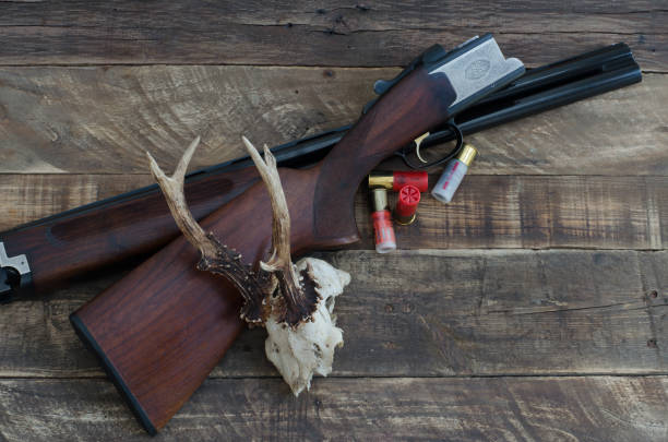 istock Cannon shotgun superimposed with cartridges and roe deer skull. Top view. 949397152