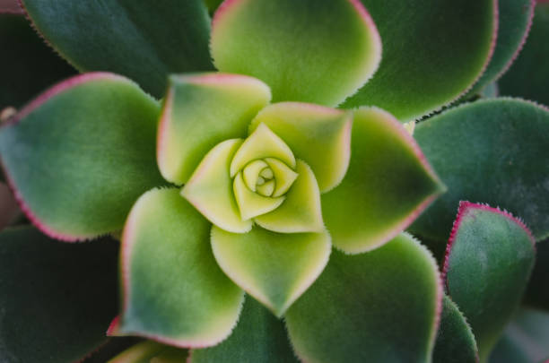 istock Macro succulent plant with broad leaves. Top view. 949397228