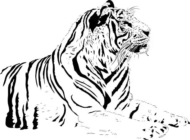 Vector illustration of Tiger portrait in black lines