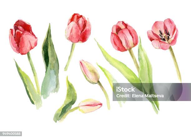 Tulip Flower Watercolor Illustration Stock Illustration - Download Image Now - Art, Art Product, Austria