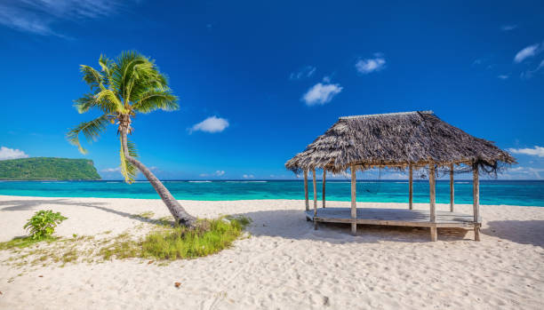 istock Tropical natural beach on Samoa Island with palm tree and fale, Upolu 949400674