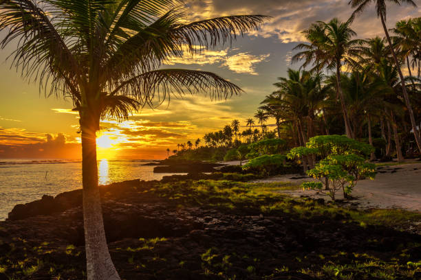 istock Coconut palm trees and black rocks on the beach during the sunset on Upolu, Samoa 949403174