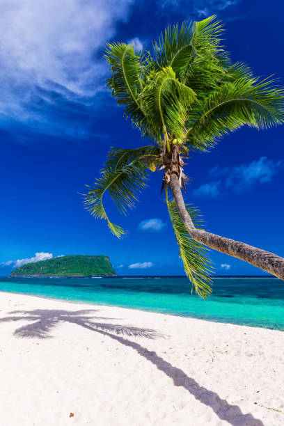 istock Tropical vibrant natural beach on Samoa Island with palm tree 949403546