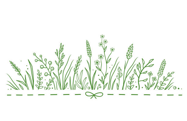 pattern with wild flowers natural pattern with wild flowers, herbs and flowers on white background meadow stock illustrations