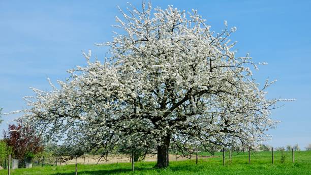 istock Fruit-bearing trees in full bloom, blossoms close-up 949404034