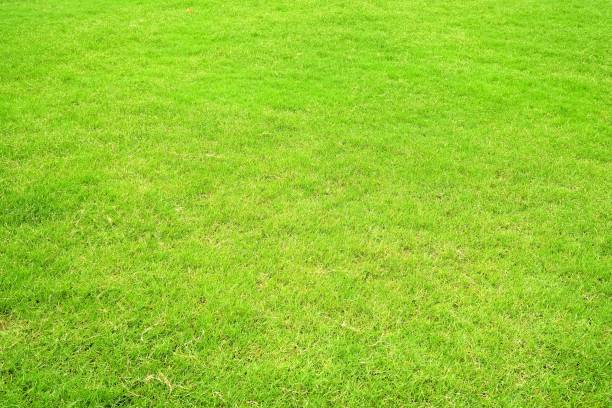istock Close-up Green Lawn Background. 949404082