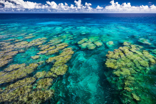 istock Tropical coral reef on Upolu island, Samoa, perfect for snorkling 949404652