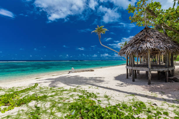 istock Tropical vibrant beach on Samoa Island with palm tree and fale 949405218