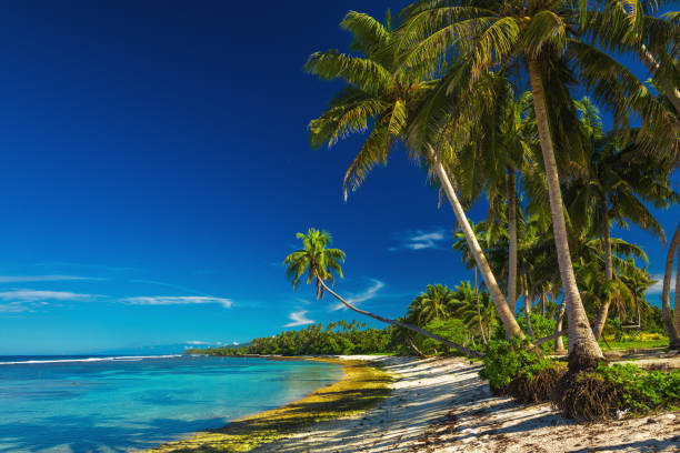 istock Tropical beach on Samoa Island with coconut palm trees 949406354