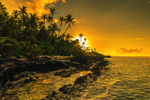 istock Coconut palm trees on beach during the sunrise on Upolu, Samoa Islands 949406622