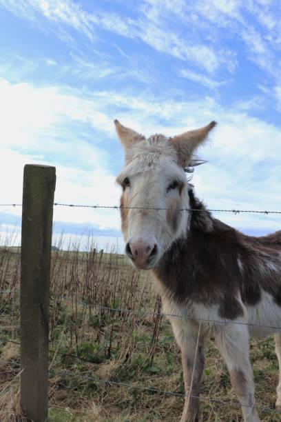 istock Donkey in field, against cloudy blue sky 949411728