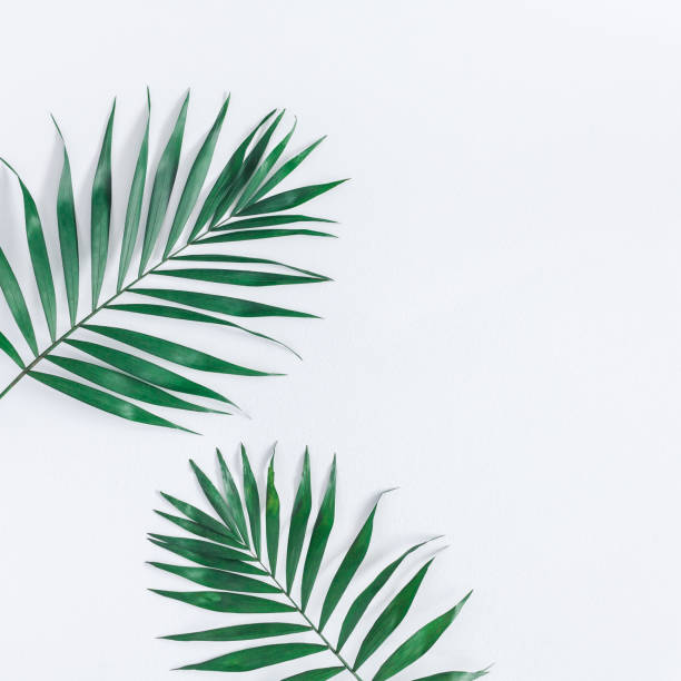 istock Green tropical leaves on gray background. Flat lay, top view 949417502