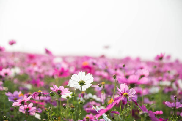 istock Cosmos flowers background in vintage style 949417594