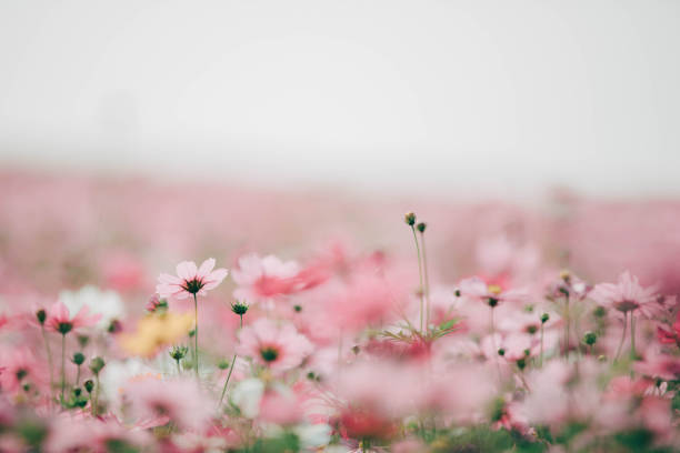 Cosmos flowers background in vintage style