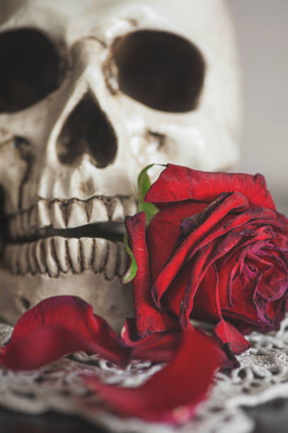 istock Still life with human skull and dry red rose 949420568