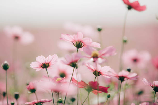 istock Cosmos flowers background in vintage style 949421364