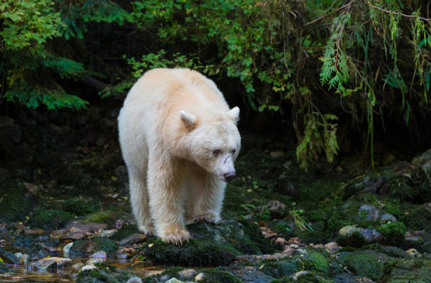 istock Kermode Spirit Bear in Canada's Great Bear Rainforest 949422558