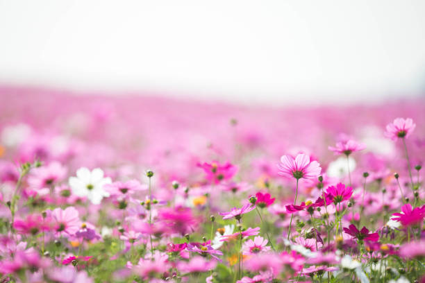 istock Cosmos flowers background in vintage style 949424898