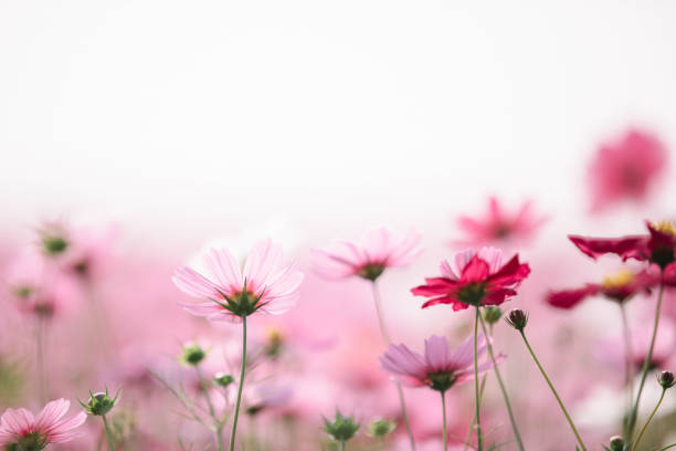 istock Cosmos flowers background in vintage style 949425596