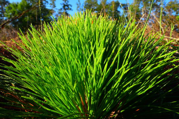 istock Ground-level view of longleaf pine seedling covered with dew 949425884