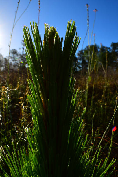 istock Ground-level view of back lit longleaf pine seedling with sunlight glistening off dew on pointy needles 949426560