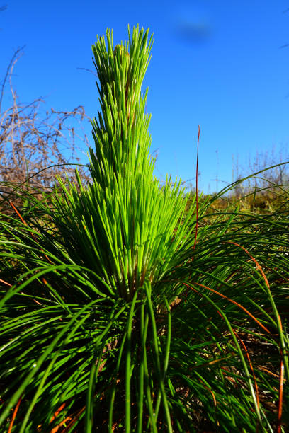istock Young longleaf pine seedling with dew and 