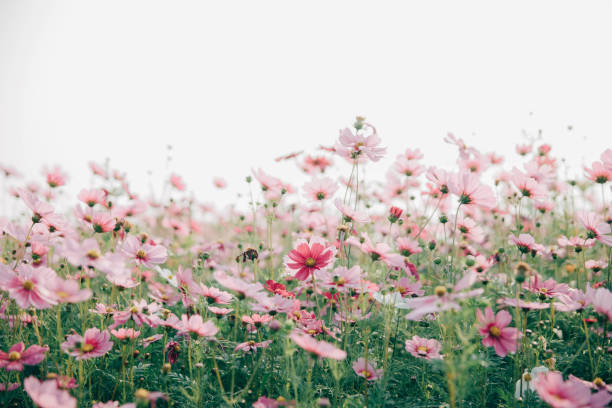 istock Cosmos flowers background in vintage style 949426842
