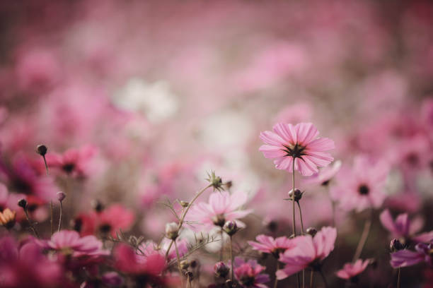 istock Cosmos flowers background in vintage style 949426868