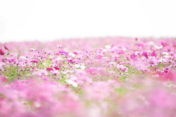 istock Cosmos flowers background in vintage style 949426878