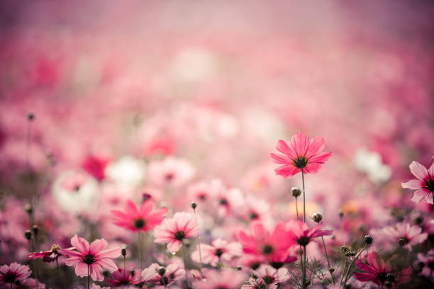 istock Cosmos flowers background in vintage style 949426902