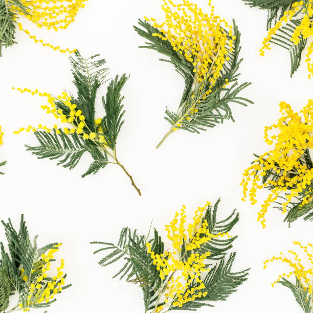 istock Floral frame with mimosa flowers on white background. Flat lay, top view. 949430094