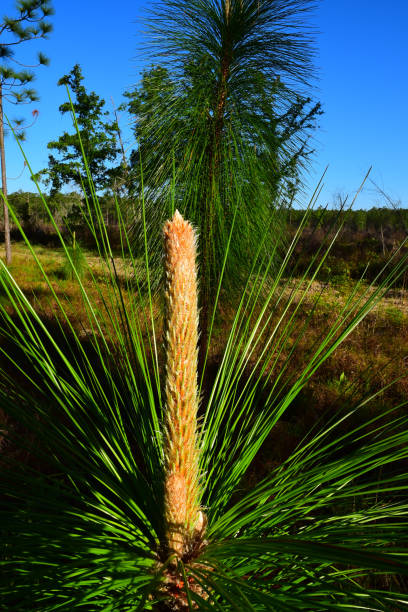 istock Side  view of young longleaf pine candlestick 949432262