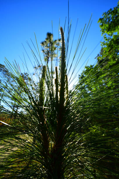 istock Silhouetted young longleaf pine's spreading needles with sun behind 949432342