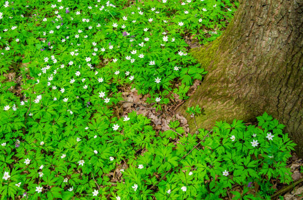 istock Small white flowers in the forest, glade 949432344