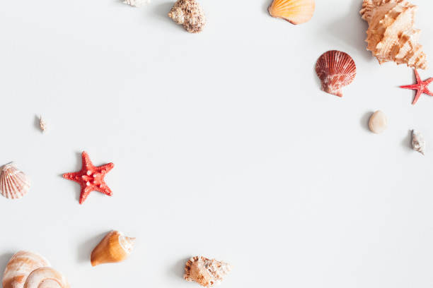 istock Sea shells on gray background. Flat lay, top view 949435726