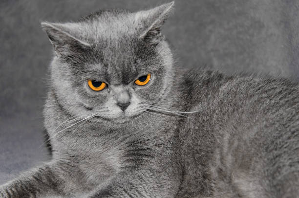 istock gray Scottish cat lies on a blanket 949435904
